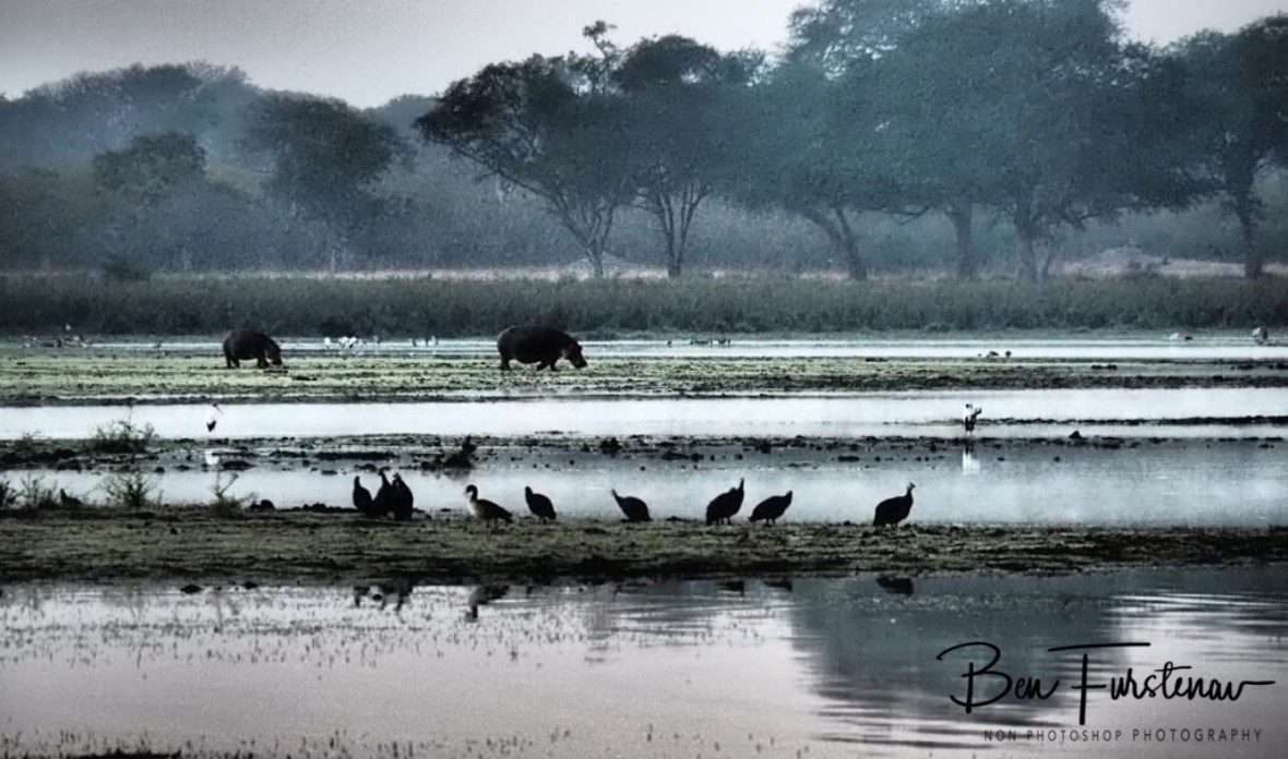 Hippos grazing early morning at Lake Kazuni, Vwaza Marsh National Reserve,Malawi 