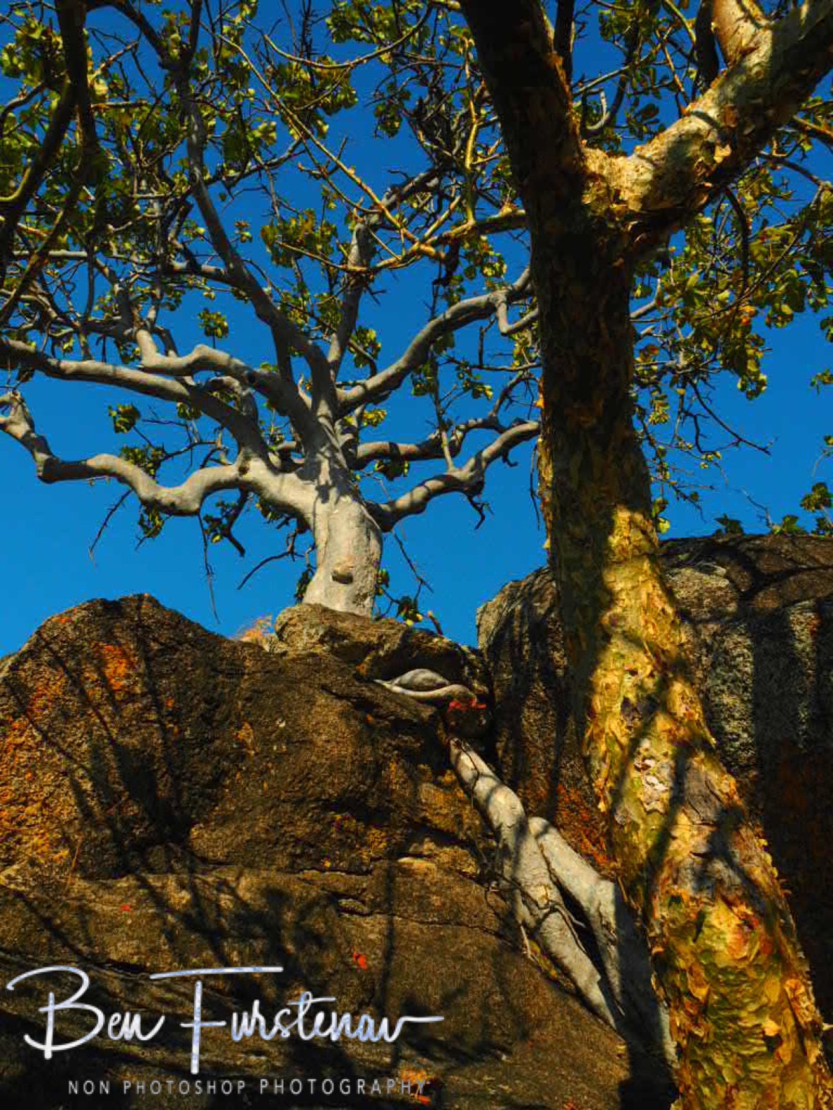 Trees gripping roots along granite in Monkey Bay, Lake Malawi, Malawi 