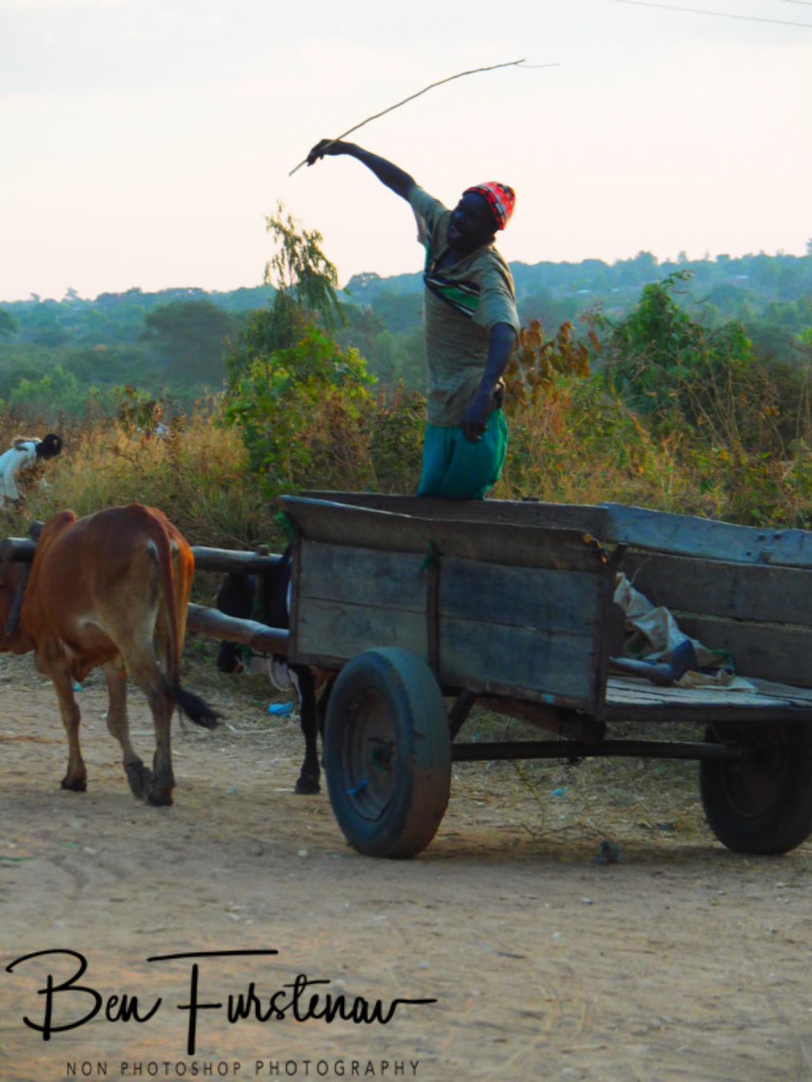 Ox wagon comedian, Northern Region, Malawi