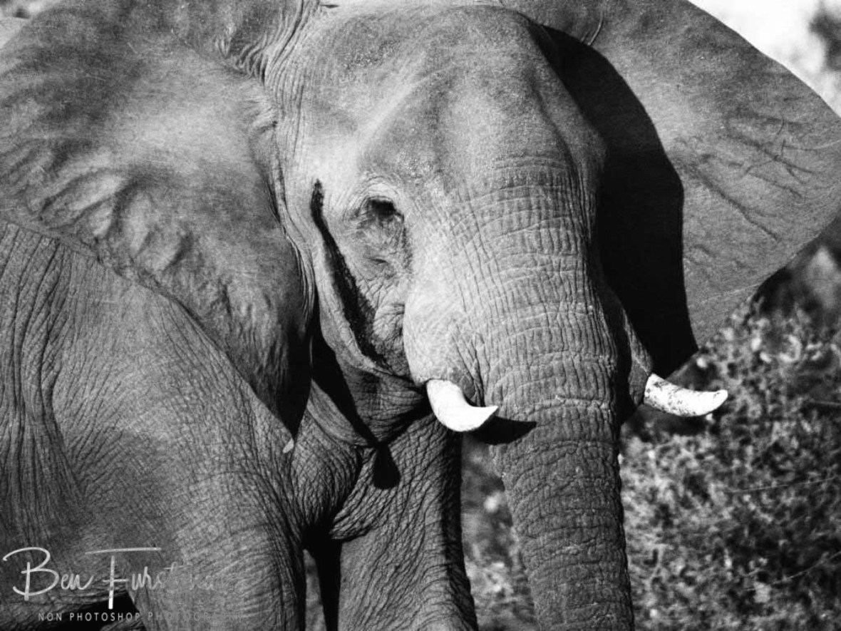 Cute, none the less, Lower Zambezi National Park, Zambia 