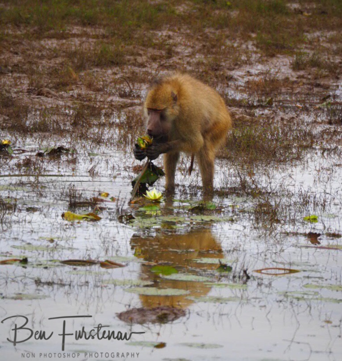 Digging up water lilies, South Luangwa National Park, Zambia 