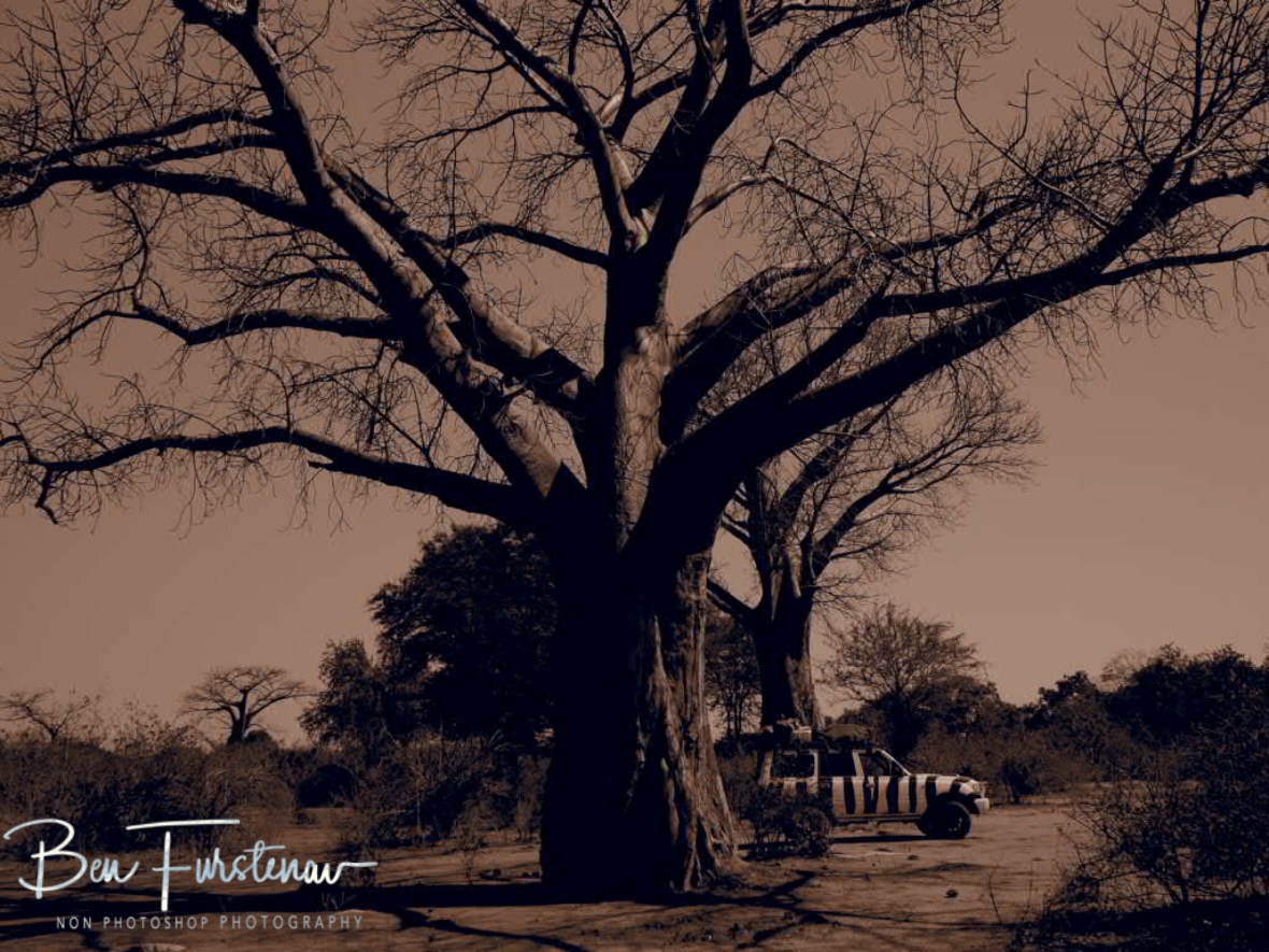 Zimba parked in between massive Baobab trees, Lower Zambezi Valley, Zambia 