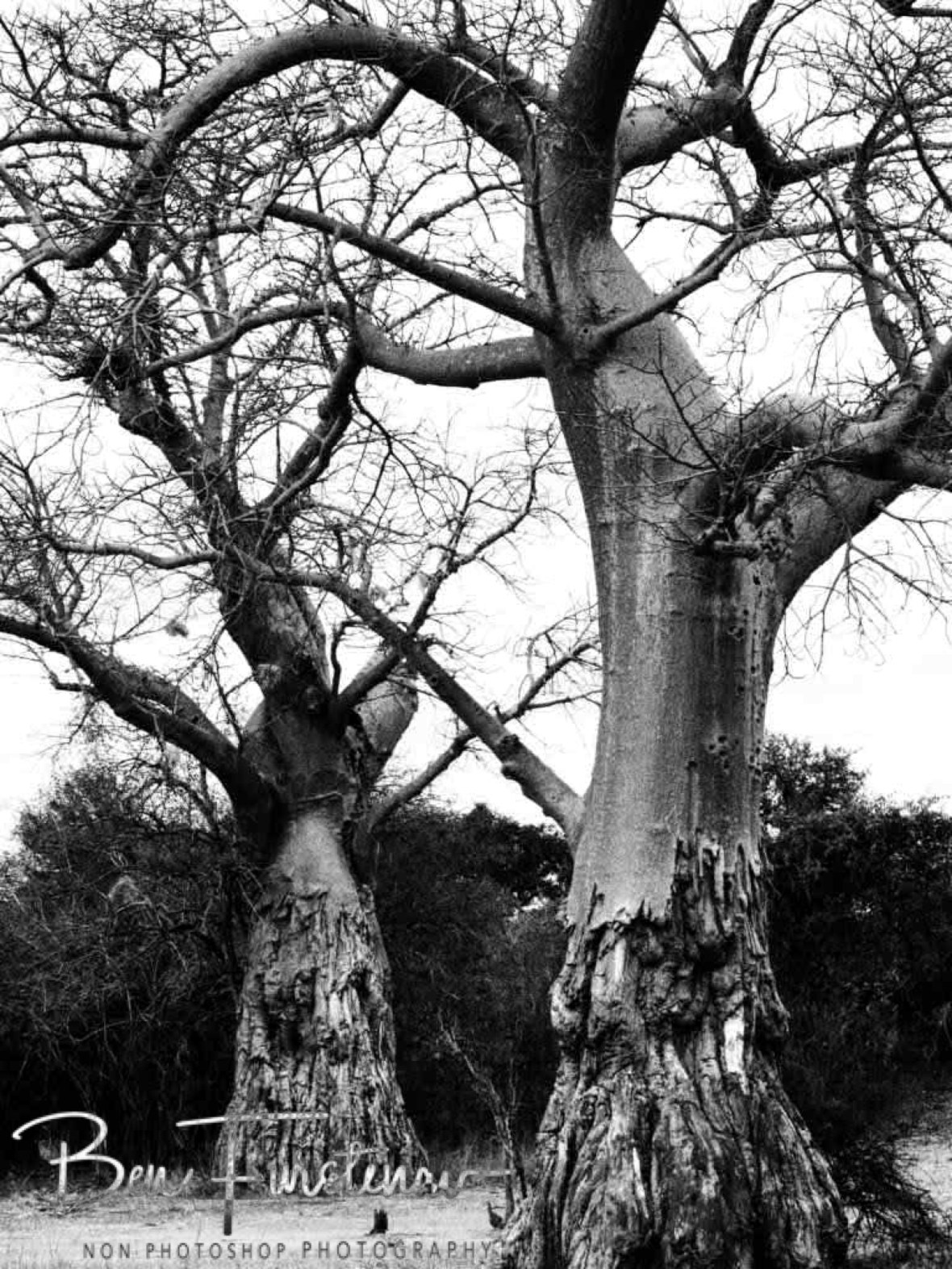 Scratched up Baobab twins, South Luangwa National Park, Zambia 