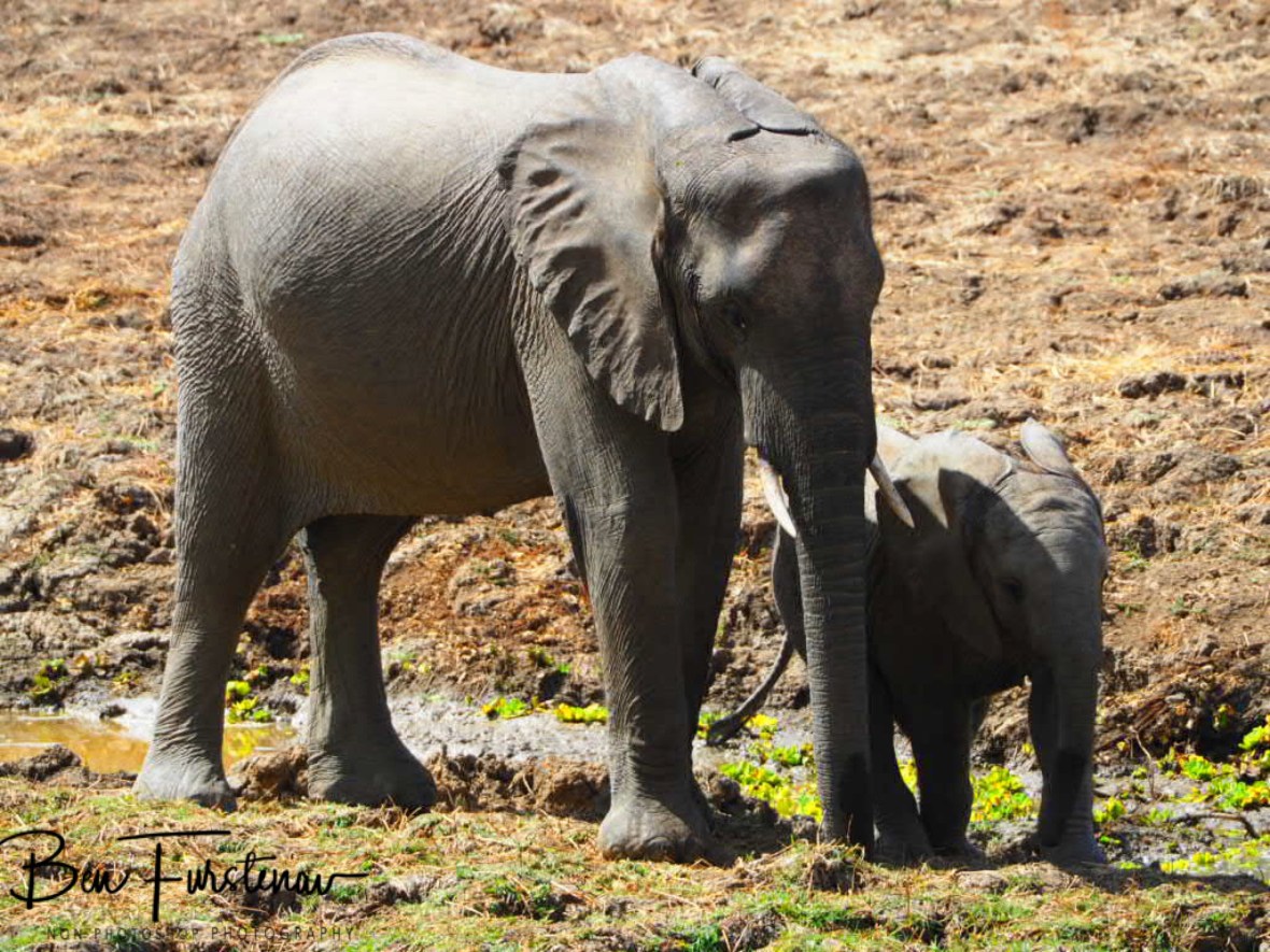 Social display by elephants, South Luangwa National Park, Zambia 