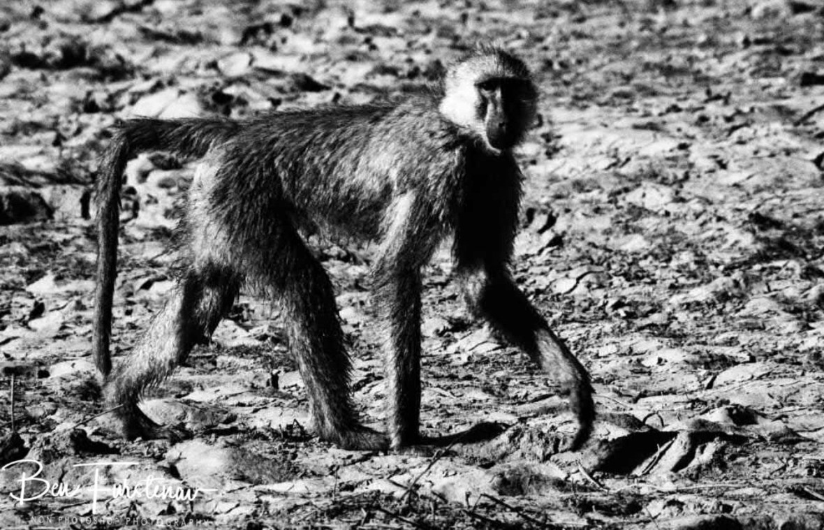 Baboon on dry mud, Vwaza Marsh National Reserve, Malawi 
