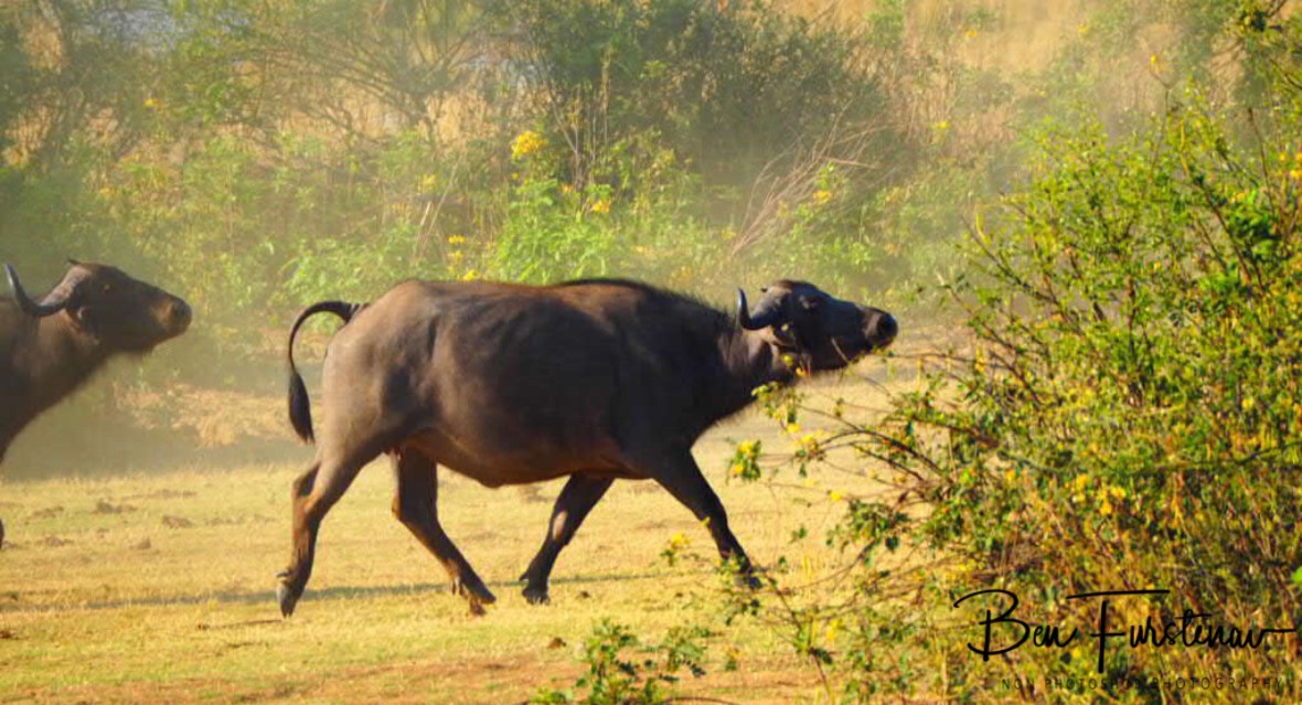 Buffalo bulls on the charge, Lower Zambezi National Park, Zambia 