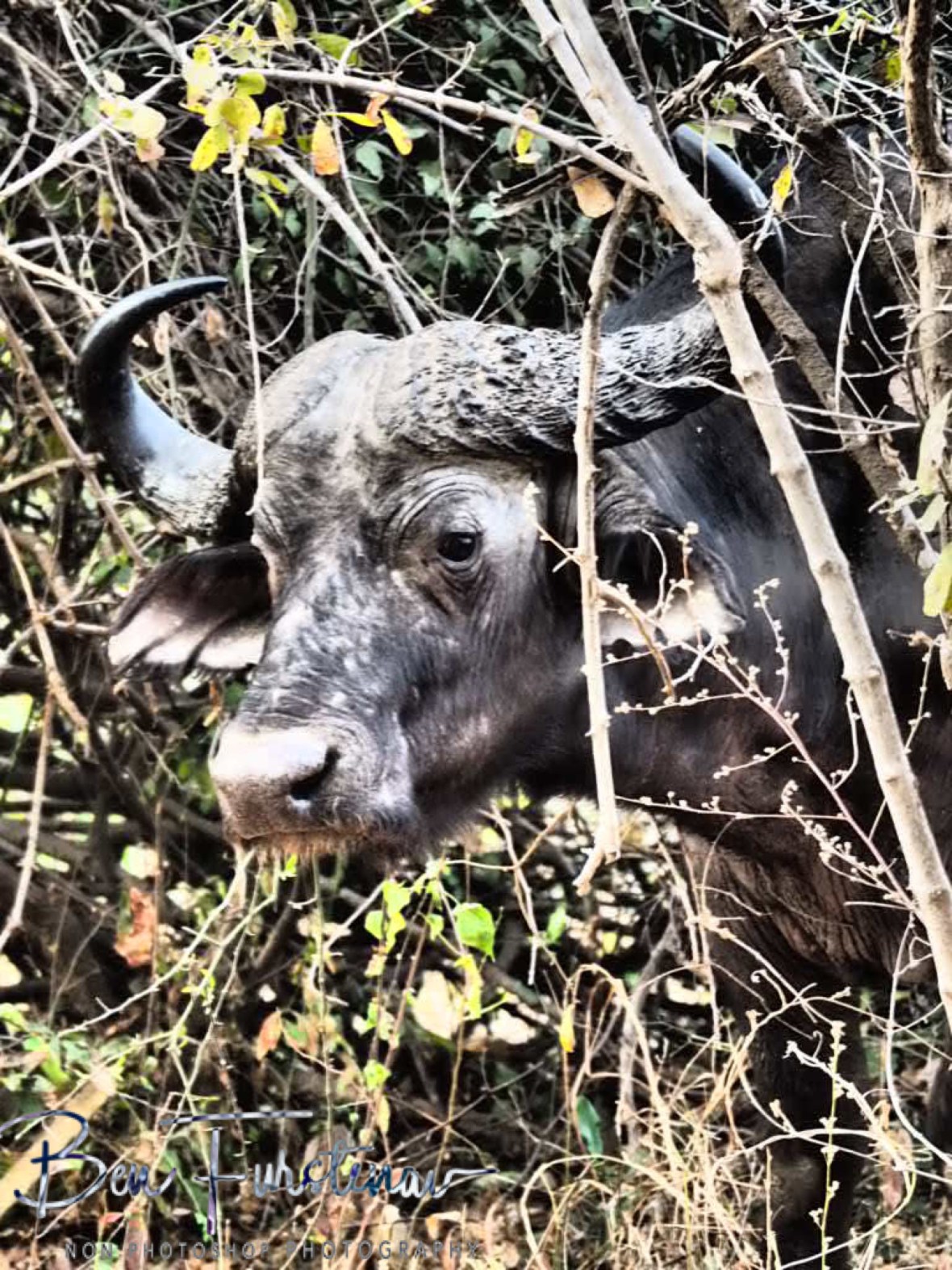 Coming out off the bush, South Luangwa National Park, Zambia 