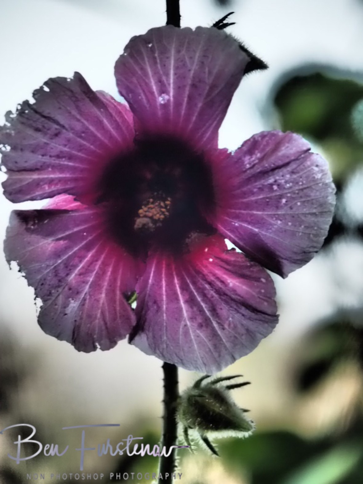 Field flower in Monkey Bay, Lake Malawi, Malawi 