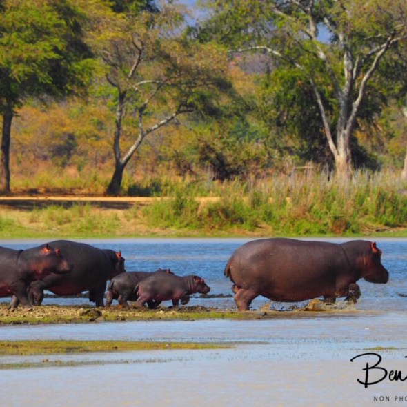 Back in to the water, Vwaza Marsh National Reserve, Malawi