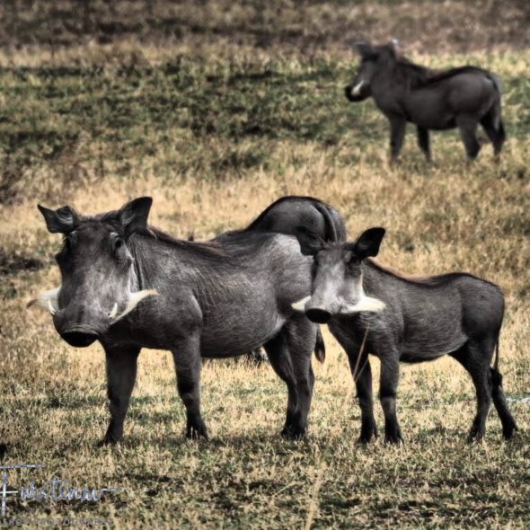 Warthogs on the plains, South Luangwa National Park, Zambia