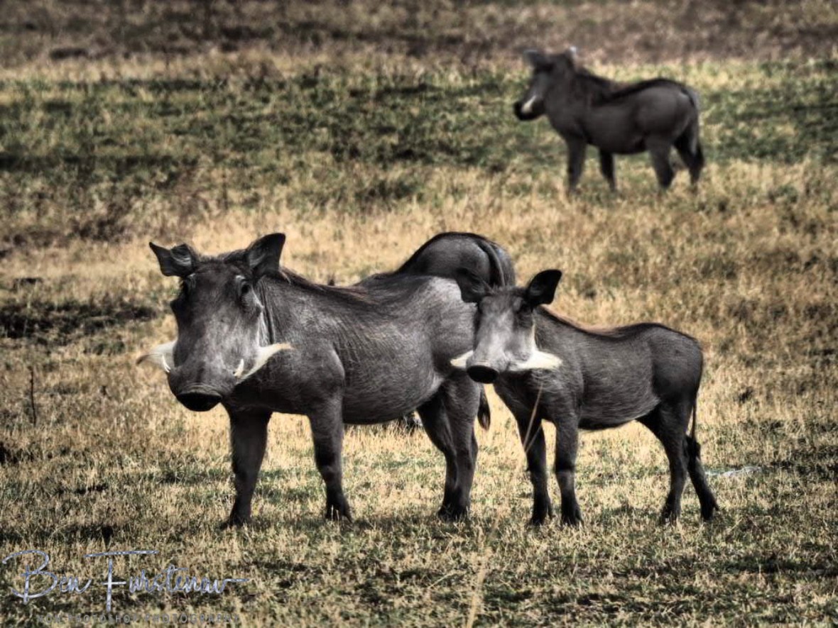 Warthogs on the plains, South Luangwa National Park, Zambia 