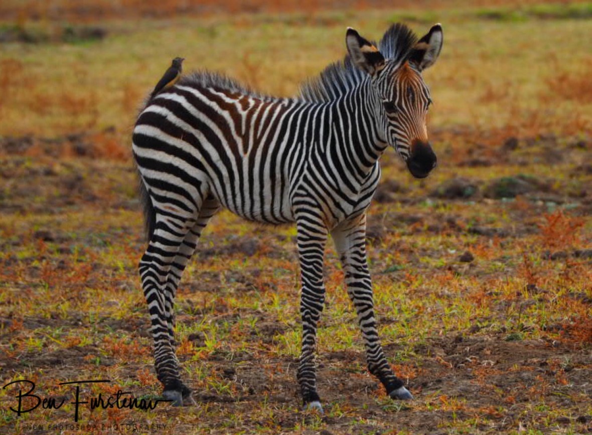Not sure about those annoying birds, South Luangwa National Park, Zambia 