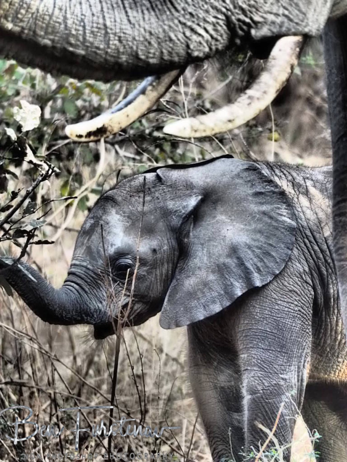 Large and small trunk, South Luangwa National Park, Zambia 
