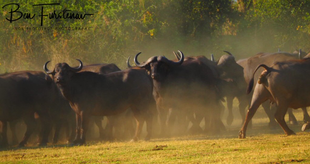 Regroup, Lower Zambezi National Park, Zambia 