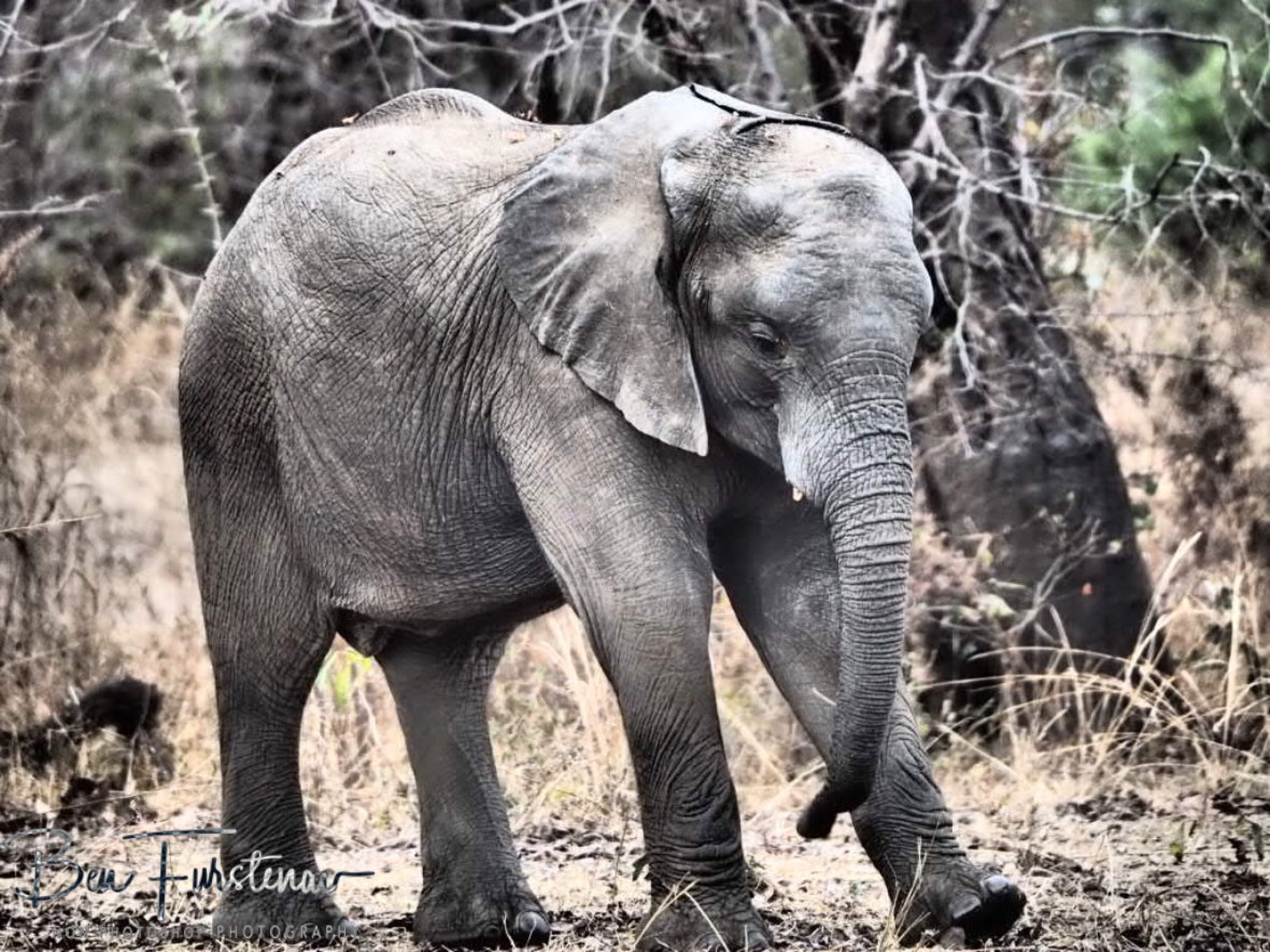 Kicking up the dust, South Luangwa National Park, Zambia 