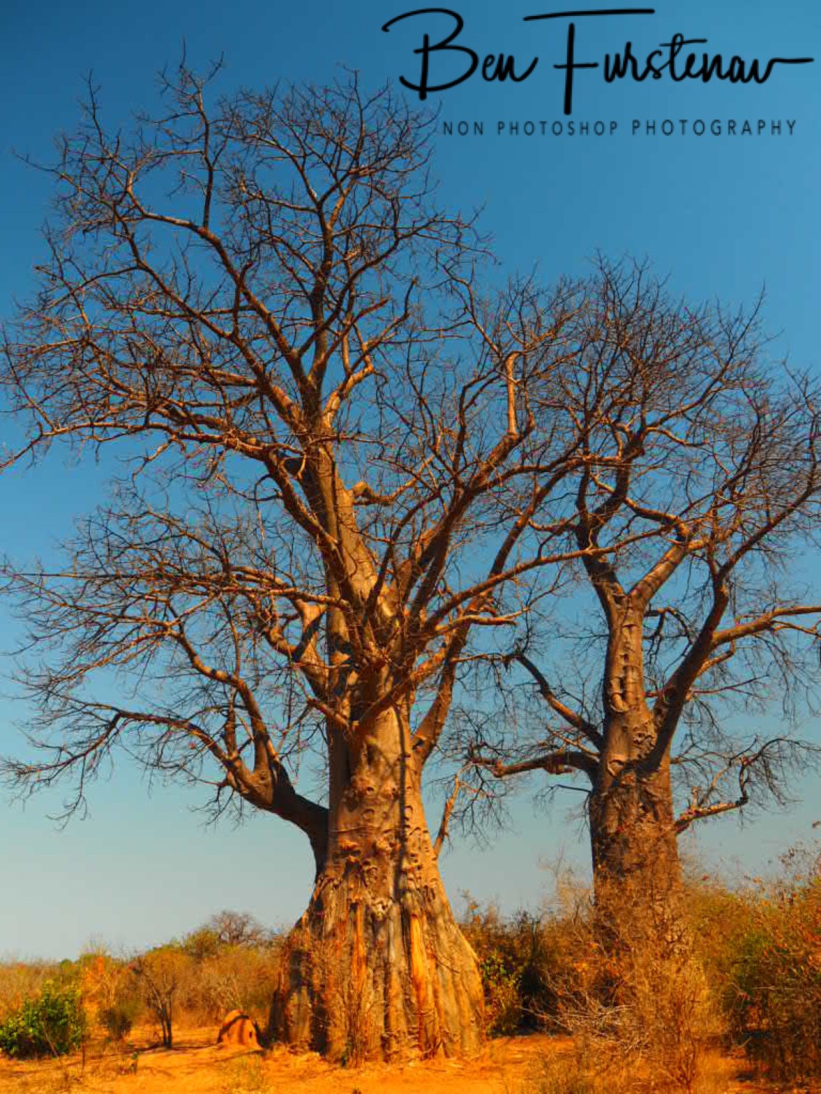 Baobab giants on red soil, Lower Zambezi National Park, Zambia 