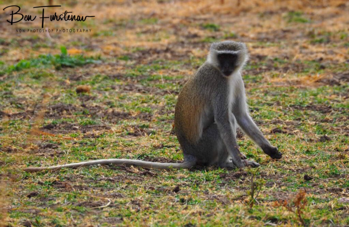 Vervet display, South Luangwa National Park, Zambia 