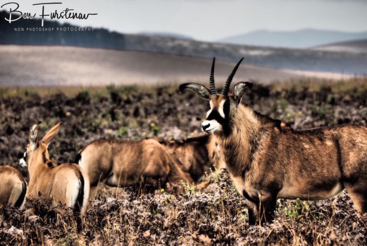A herd of Roan Antilope at Nyika National Park, Malawi