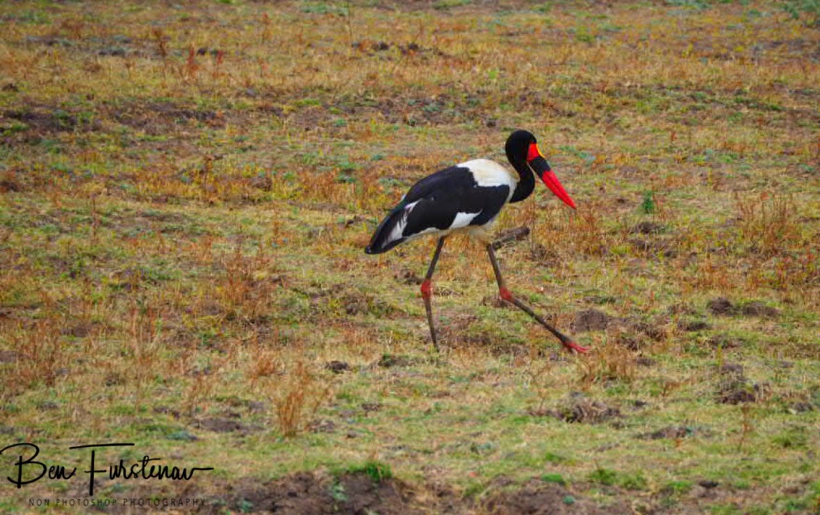 Saddle stork stalking the plains, South Luangwa National Park, Zambia 