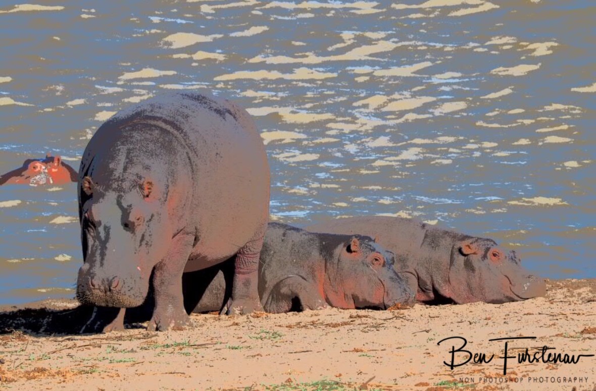 Smiley hippo kids in the sun, while one enjoys the waters, Vwaza Marsh National Reserve, Malawi 