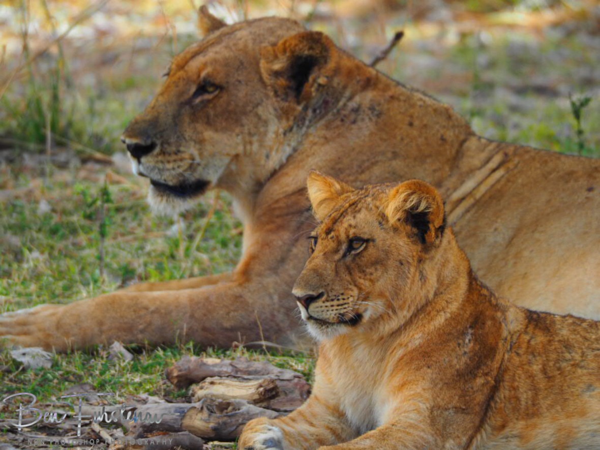 Lioness and cub in South Luangwa National Park, Zambia 