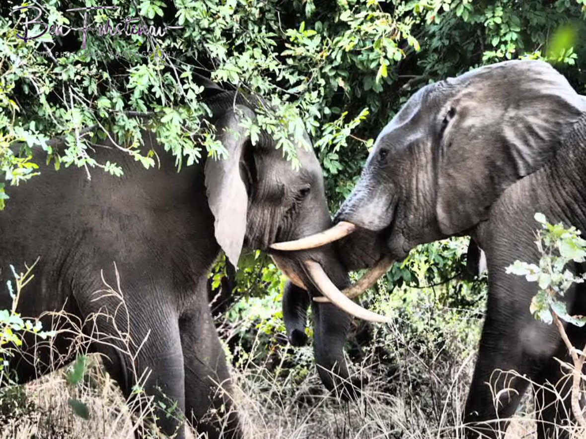 Elephant tussle in South Luangwa National Park, Zambia 