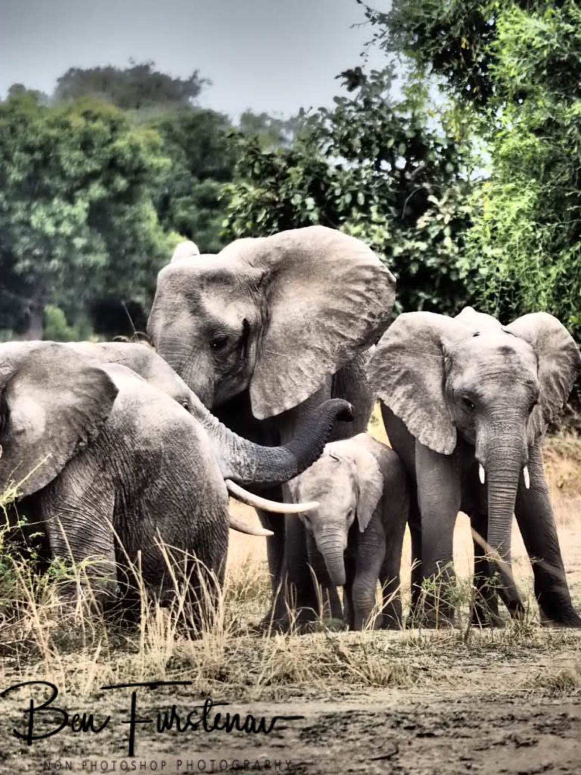 Mexican standoff, South Luangwa National Park, Zambia 