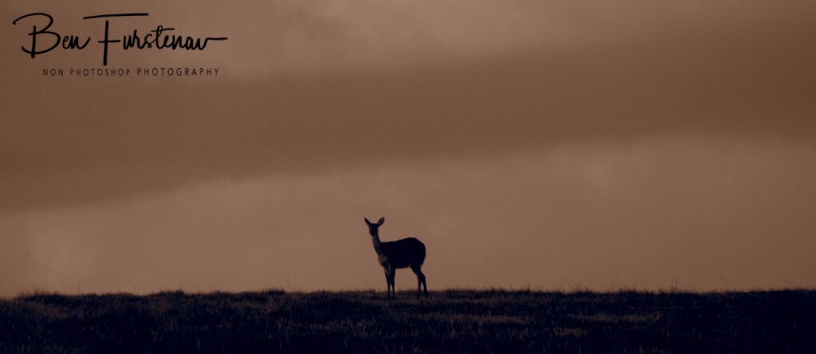 A Reetbuck over the airstrip at Nyika National Park, Malawi 