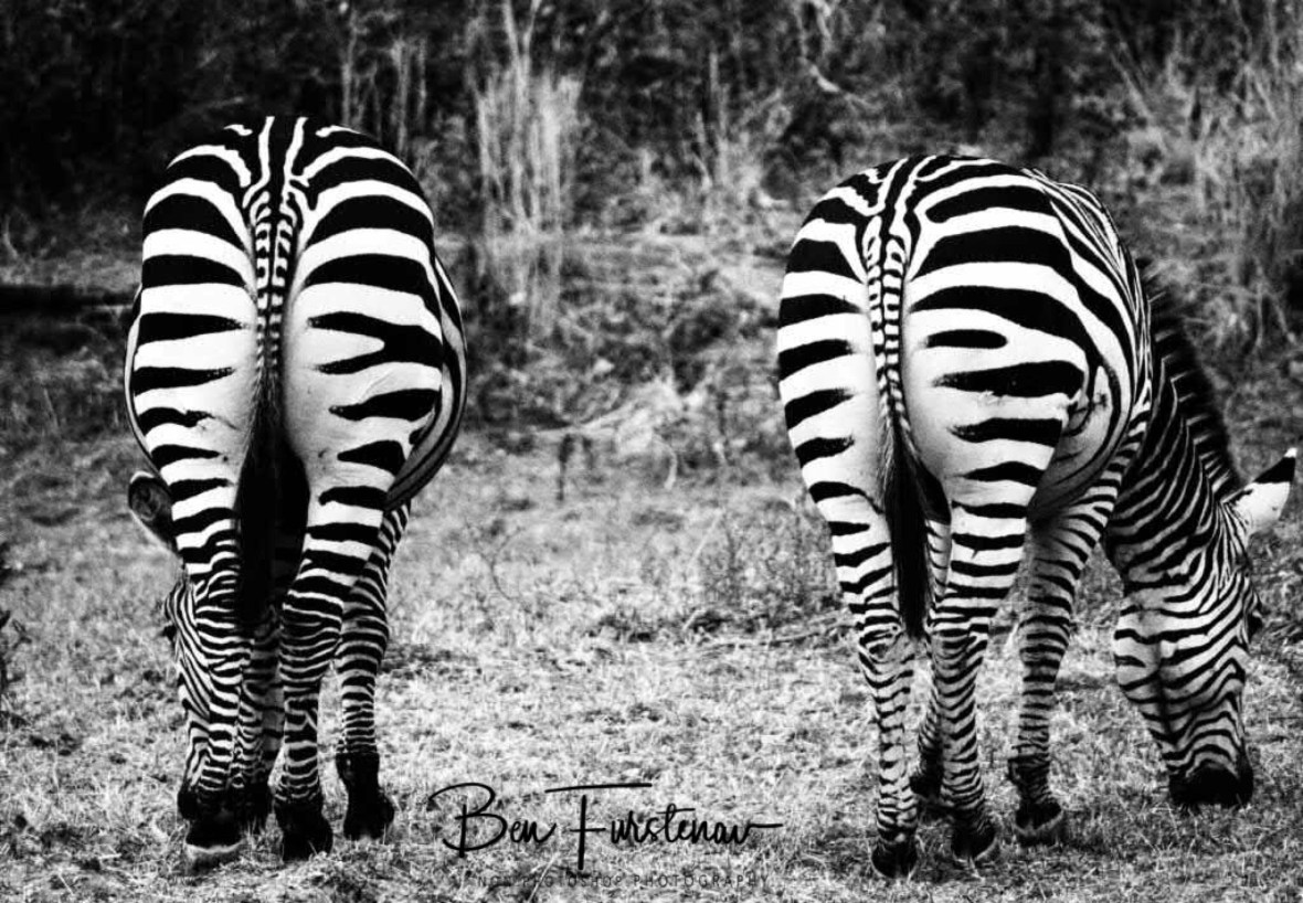 Stripes all the way, South Luangwa, Zambia 
