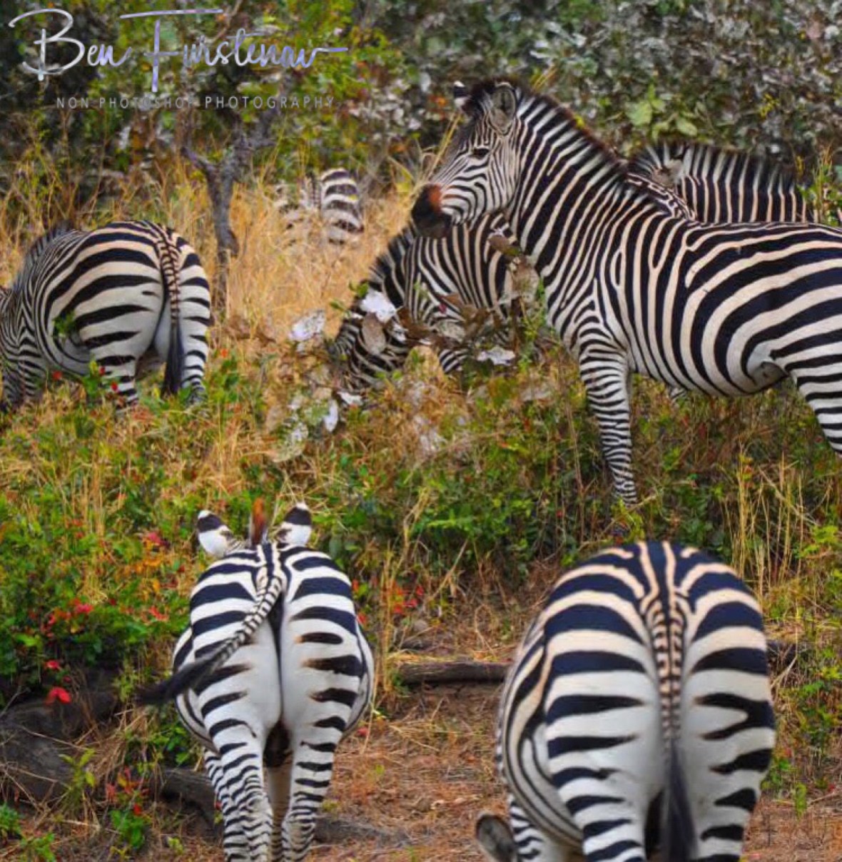 Checking if no more zebras crossing the road, South Luangwa National Park, Zambia 