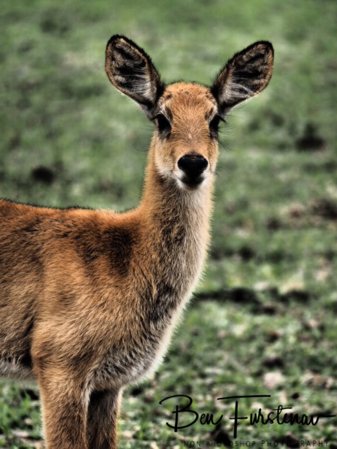 Staggering eye lashes, South Luangwa National Park, Zambia 