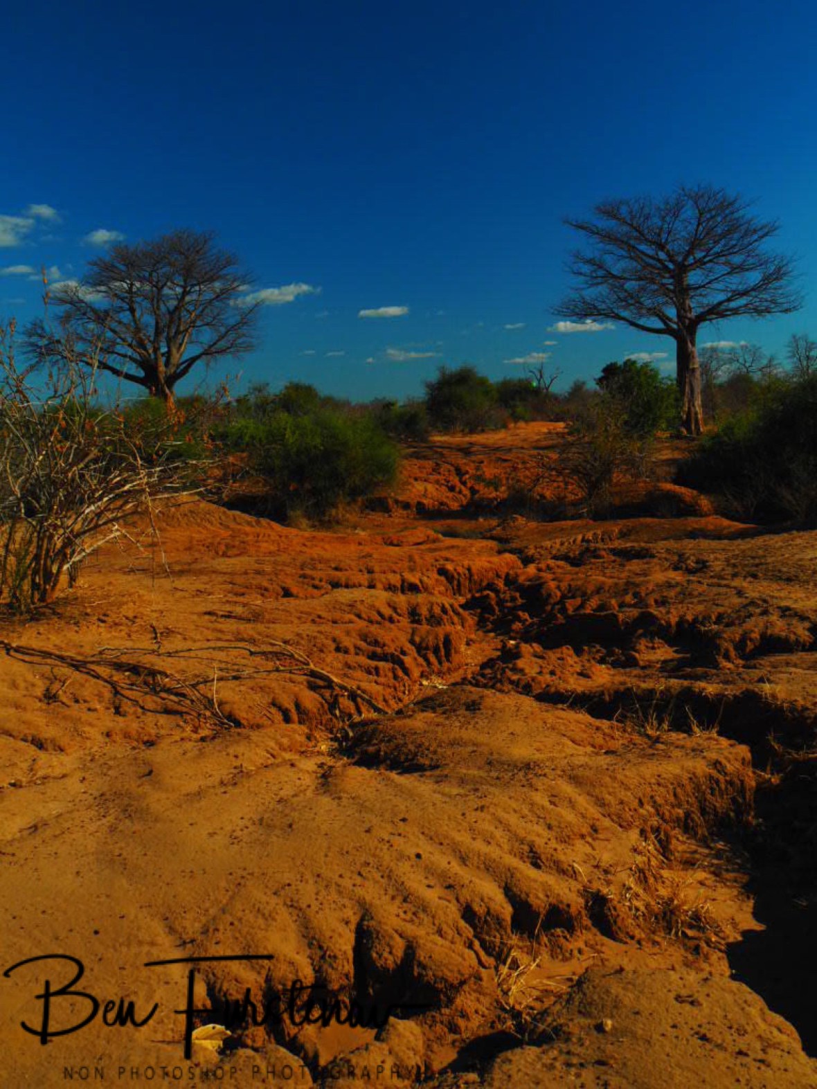 Baobab and washed out canyons, Lower Zambezi Valley, Zambia 