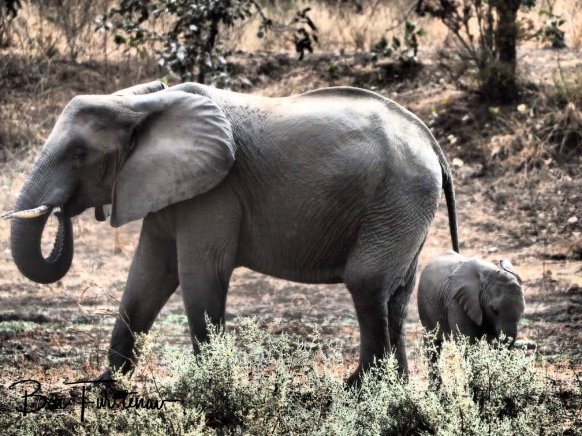 Elephant mom and calf, South Luangwa National Park, Zambia 