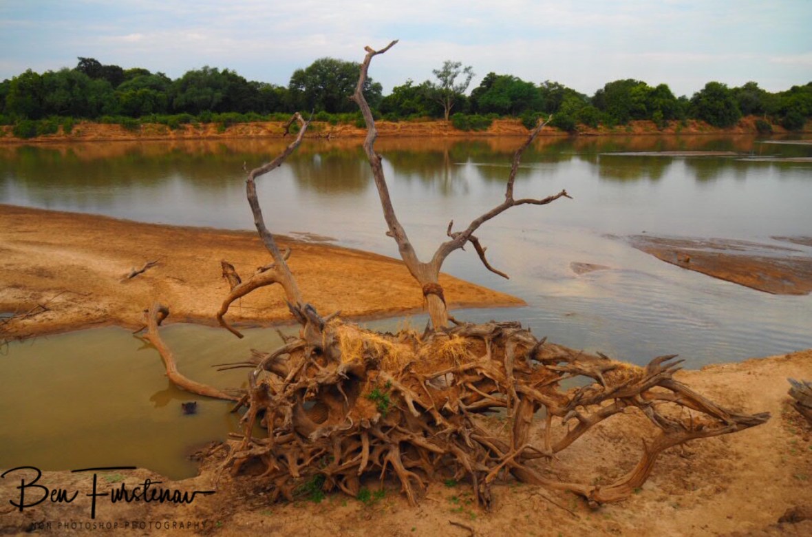 Hippo hideout, South Luangwa National Park, Zambia 