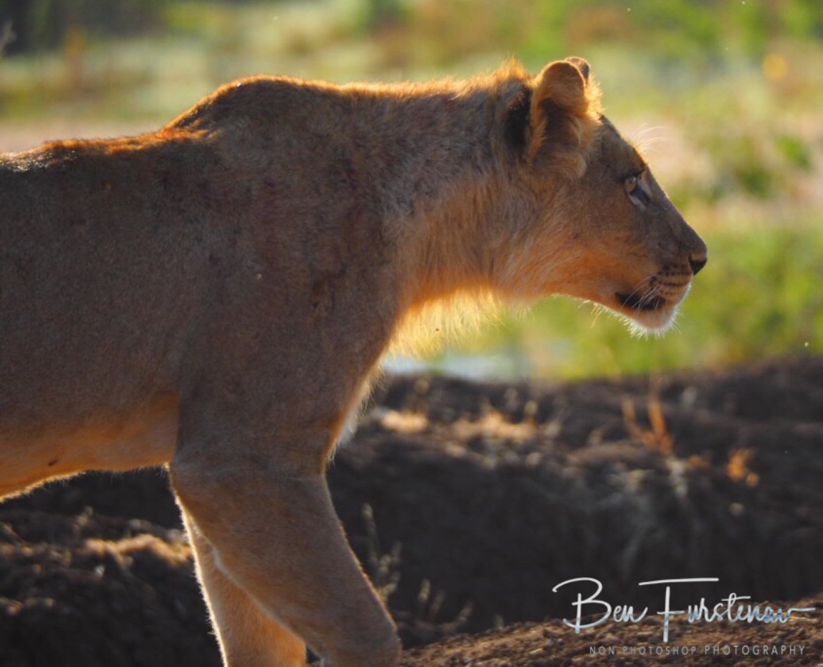 Can’t get to the join brothers yet, Lower Zambezi National Park, Zambia 