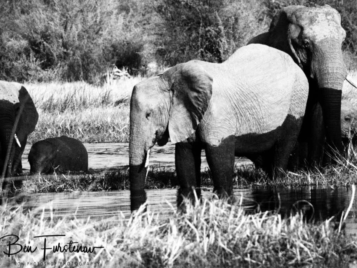 At last in the water, Moremi National Park, Botswana
