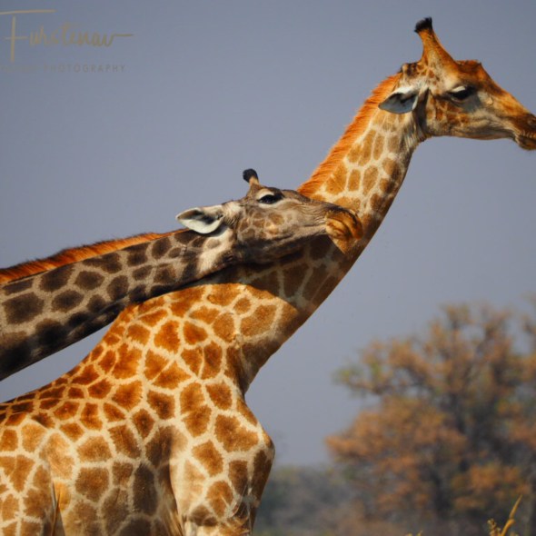 Close up caption, Moremi National Park, Botswana