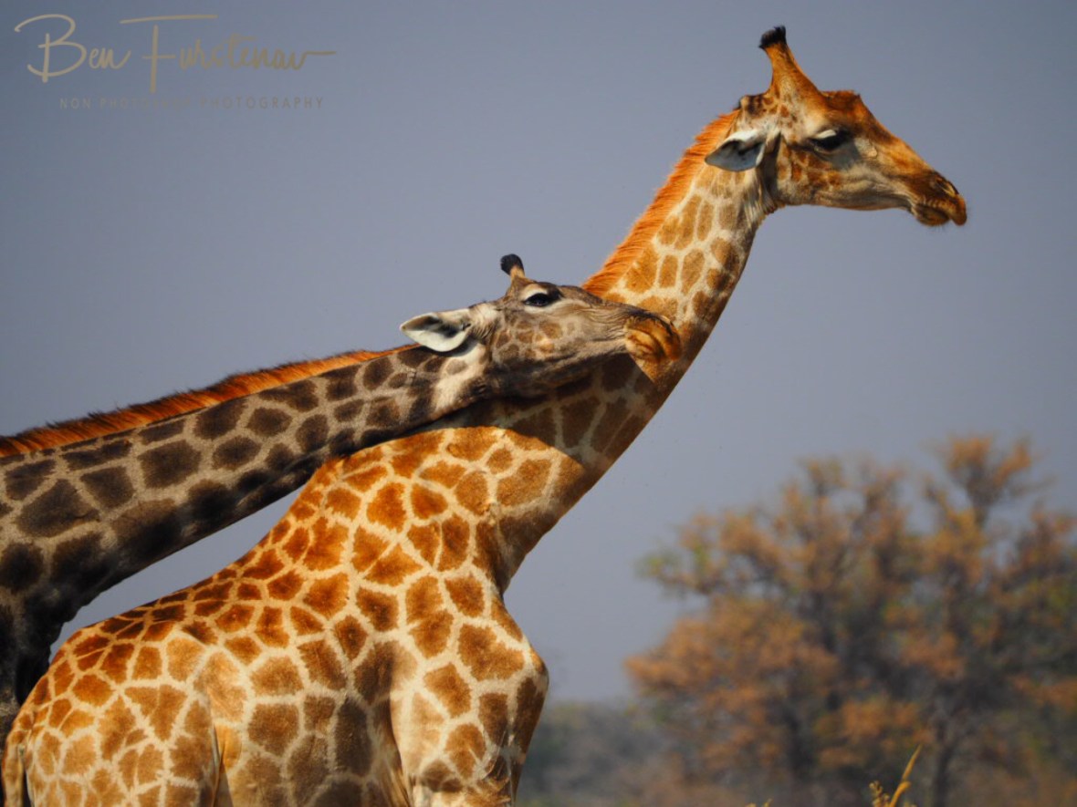 Close up caption, Moremi National Park, Botswana 