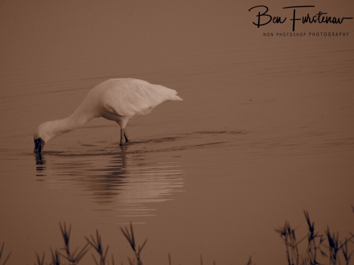 A spoonbill scouting the waters, Moremi National Park, Okavango Delta, Botswana 