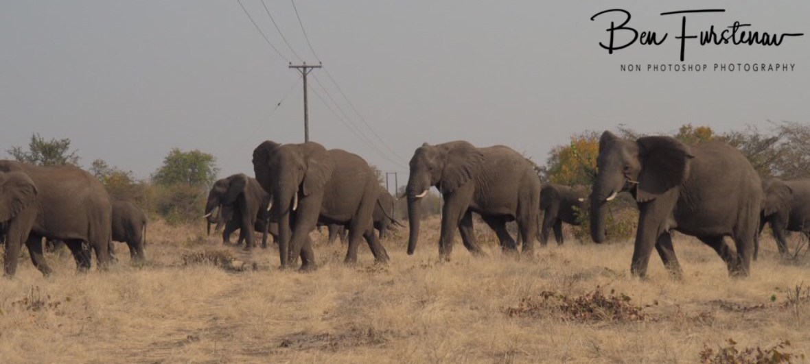A large herd off elephants roaming the bush around Livingstone, Zambia 