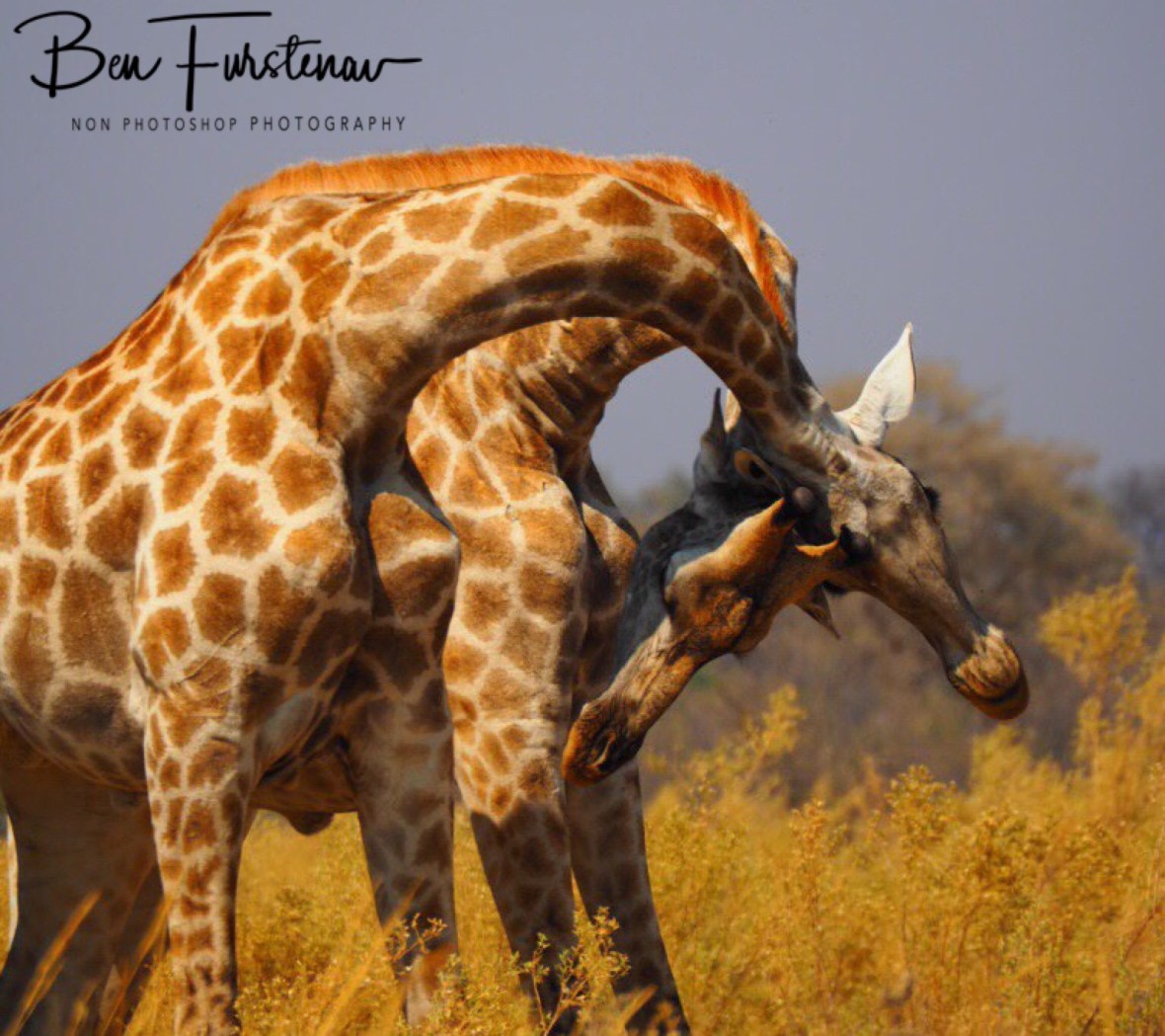 Double header, Moremi National Park, Botswana 