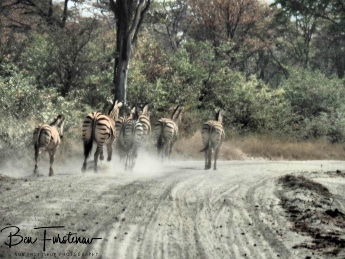 Zebra highway at Moremi National Park, Okavango Delta, Botswana