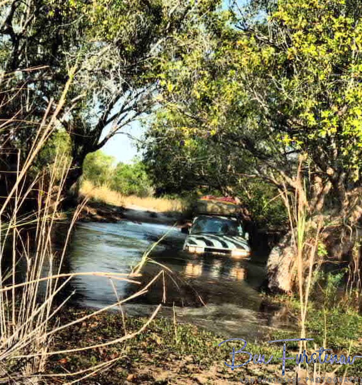 Water Zebra, Liuwa Plains National Park, Zambia
