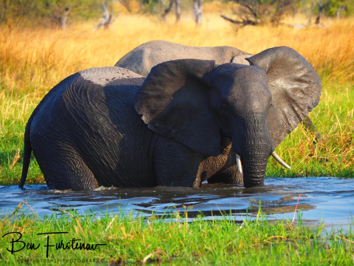 Just checking, Moremi National Park, Botswana