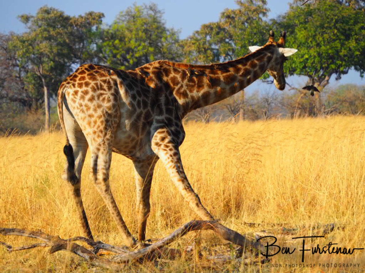 Getting up not so easy, Moremi National Park, Botswana 