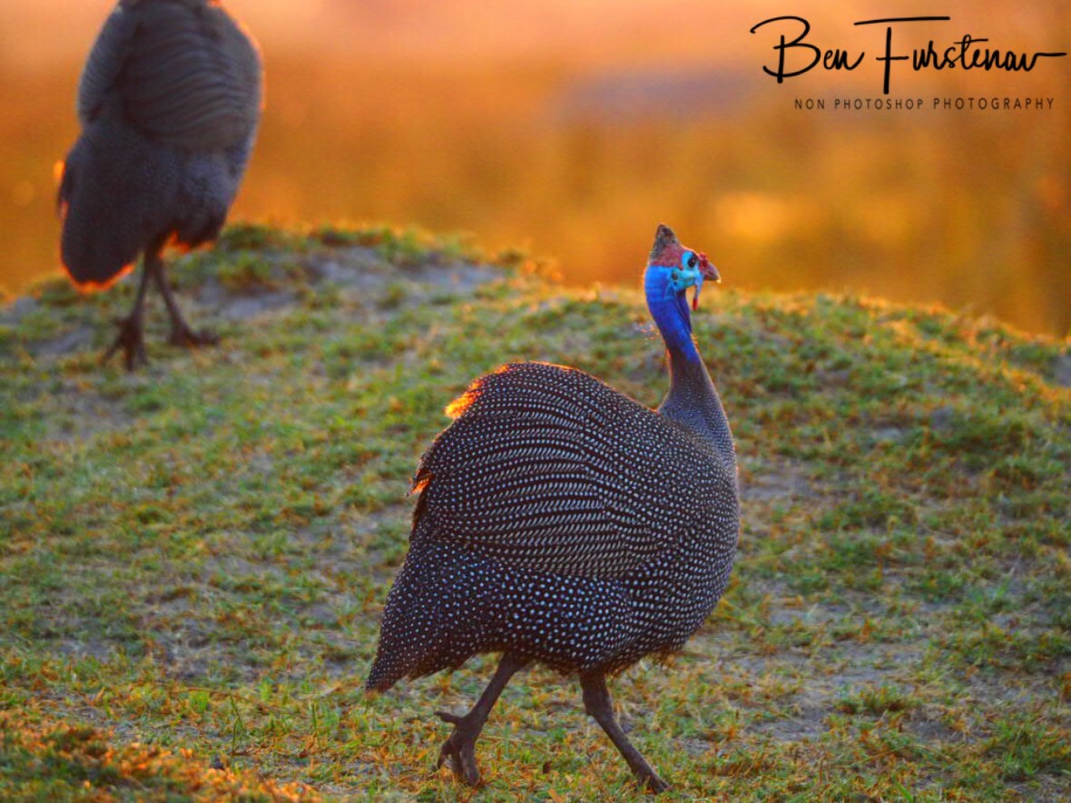 The Guinea Fowl, Africa’s wild chicken, Moremi National Park, Okavango Delta, Botswana 