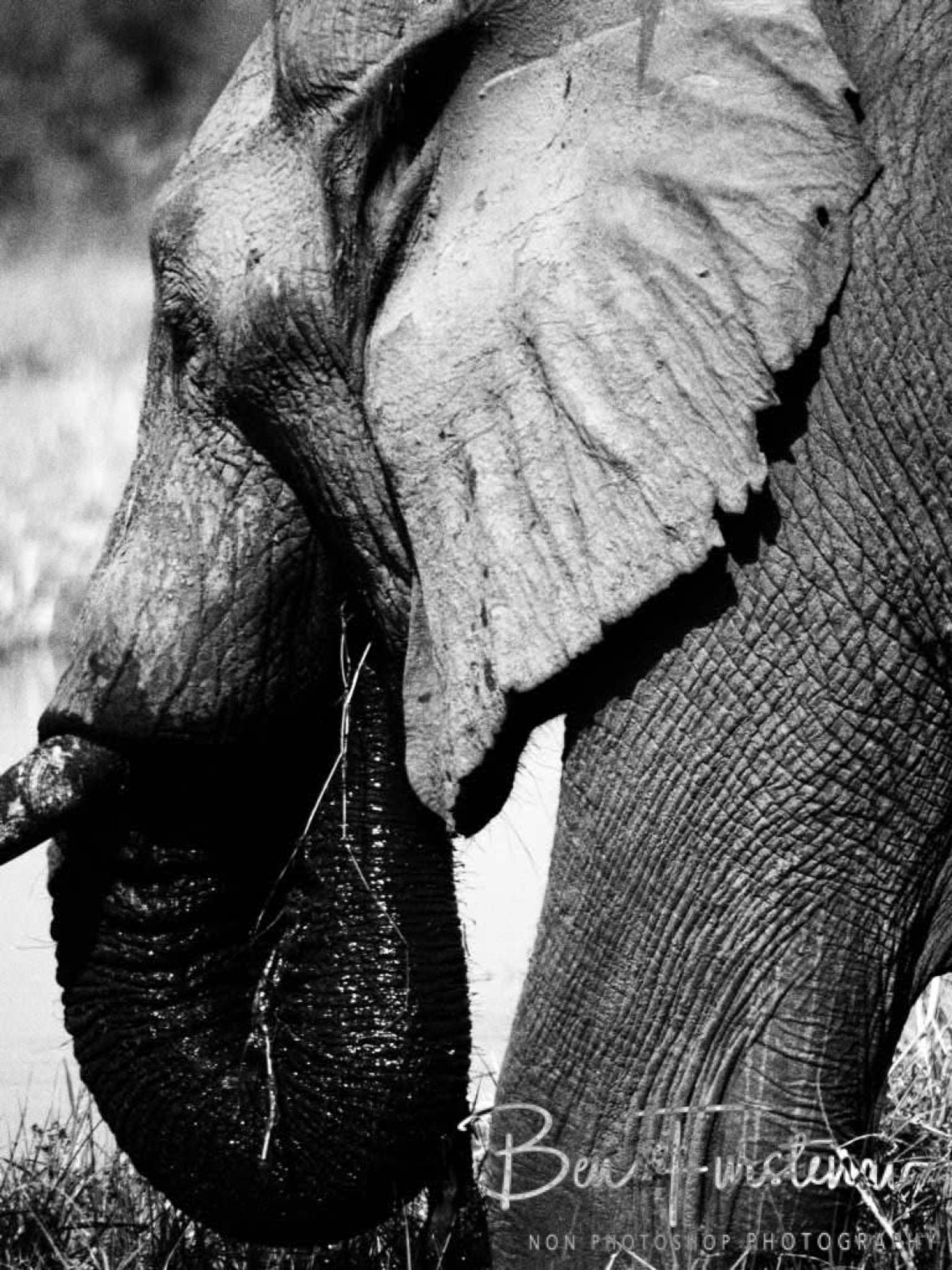 Trunk action, Moremi National Park, Botswana