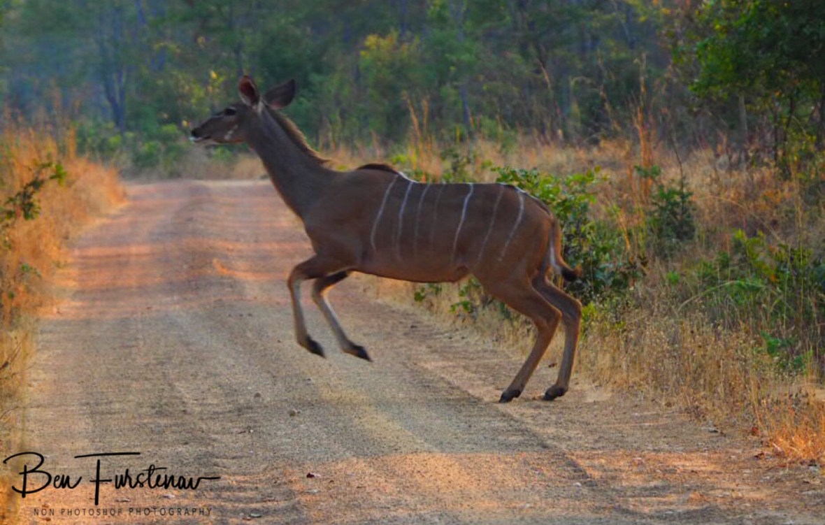 Jumping kudu, Kafue National Park, Zambia 