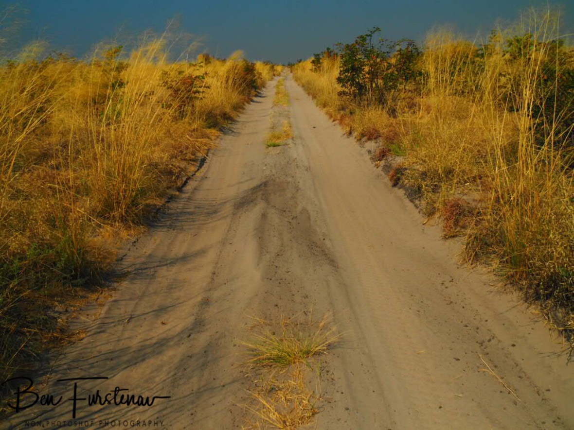 Impossible to Spott wildlife at Moremi National Park, Okavango Delta, Botswana