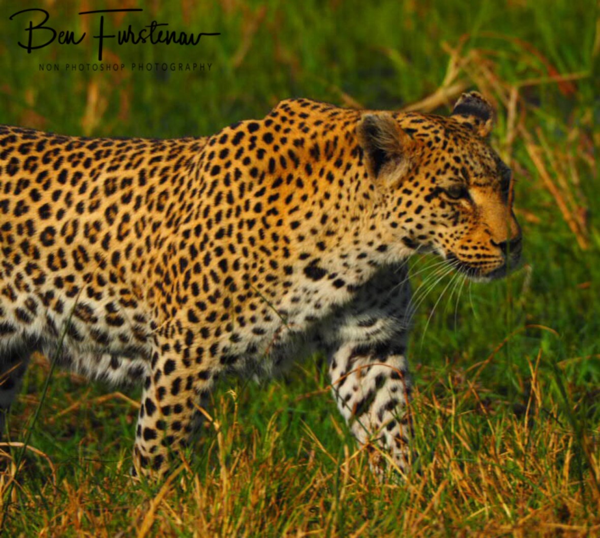 No prey in sight, Moremi National Park, Botswana 